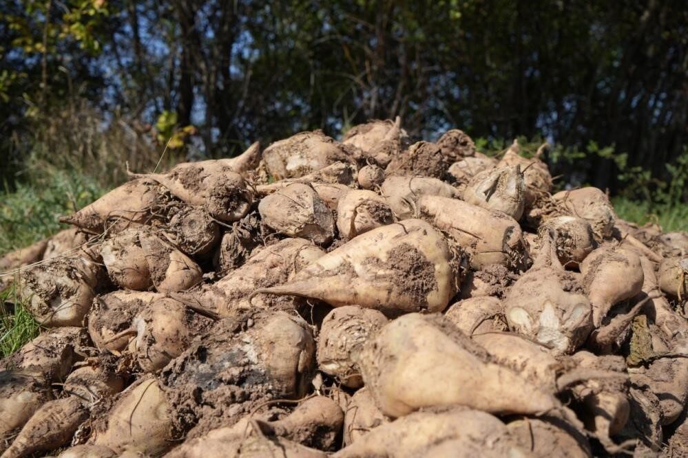 Tarım ve Orman Bakanlığı Şeker Dairesi Başkanı Mümtaz Sinan, pancar