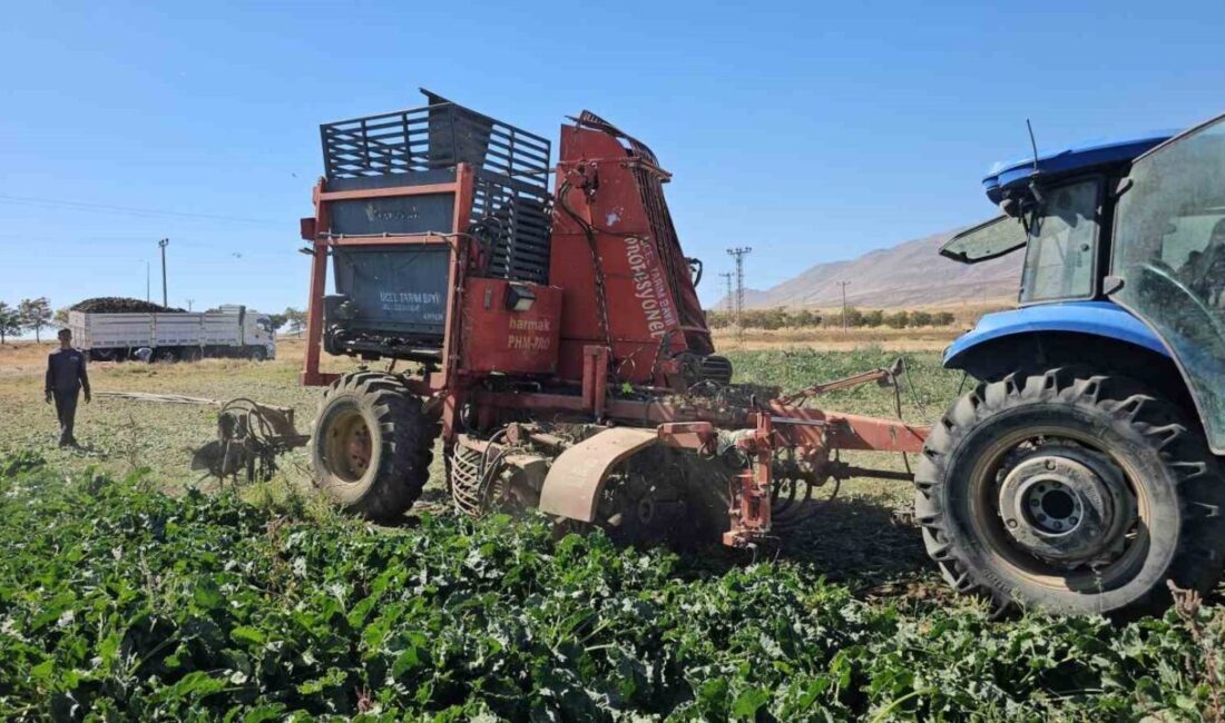 Bitlis'in Adilcevaz ilçesinde 2025 yılı şeker pancarı hasadı başladı. Çiftçiler,
