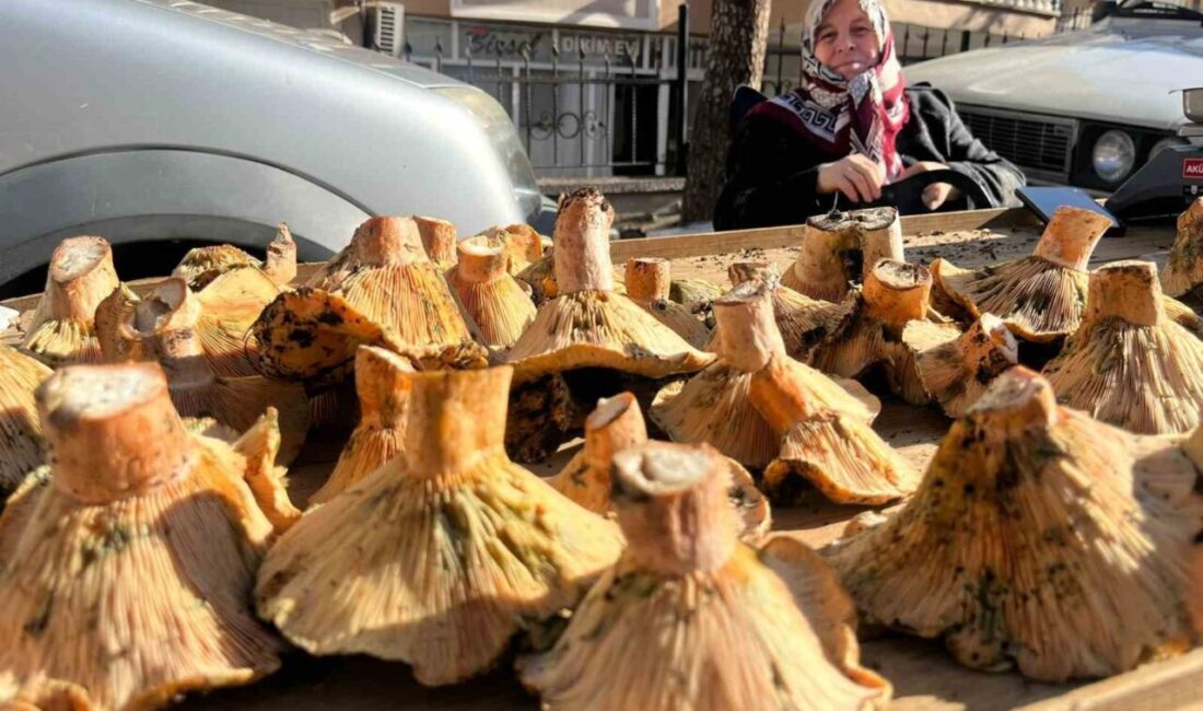 Tavşanlı Semt Pazarında Mantar Sezonu Açıldı, Fiyatlarda Düşüş Bekleniyor Kütahya'nın Tavşanlı ilçesindeki semt pazarında, Melki ve Dedebölük mantarları ilgiyle