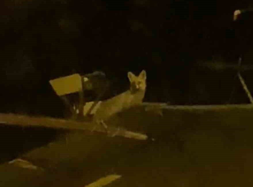 Ankara'nın Elmadağ ilçesinde Hakan Sarıbıyık, kümesindeki tavukların azalmasının ardından geceleri