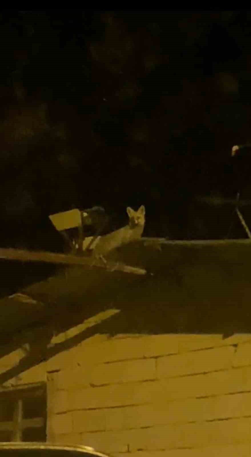 Ankara'nın Elmadağ ilçesinde Hakan Sarıbıyık, kümesindeki tavukların azalmasının ardından geceleri