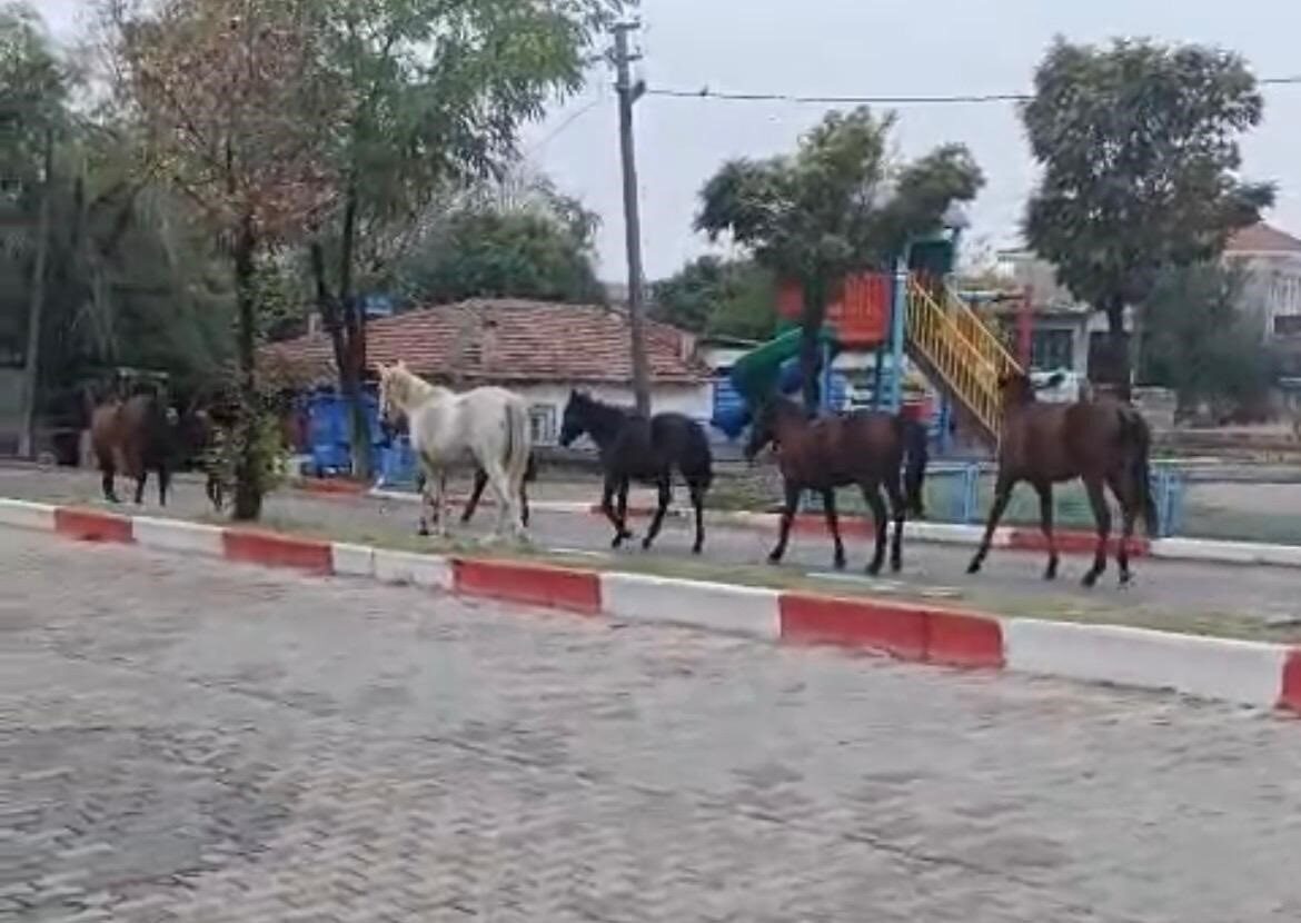 Tekirdağ'ın Hayrabolu ilçesinde, Uzunköprü Caddesi'nde başıboş atlar trafikte aksamalara yol