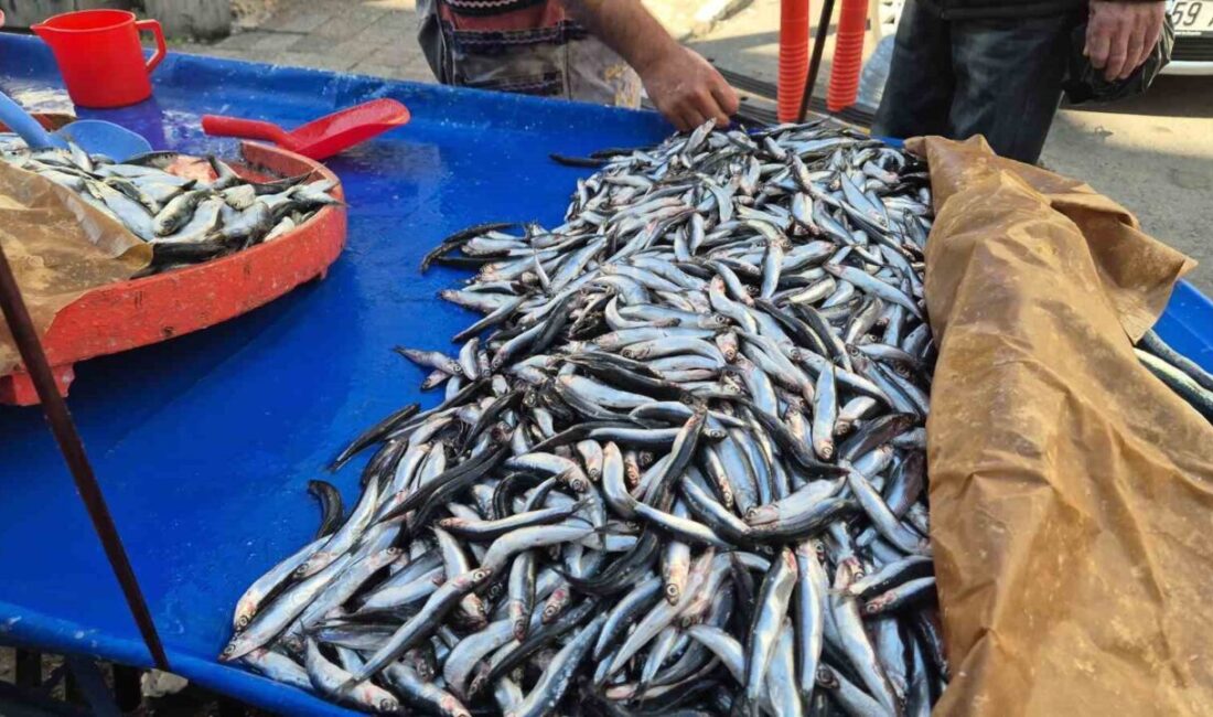 Tekirdağ Süleymanpaşa’da Hamsi ve Sardalya Fiyatları Düşerek 150 Liraya Geriledi Tekirdağ'ın Süleymanpaşa ilçesinde hamsi ve sardalya tezgahlarda 150 liradan satılıyor.