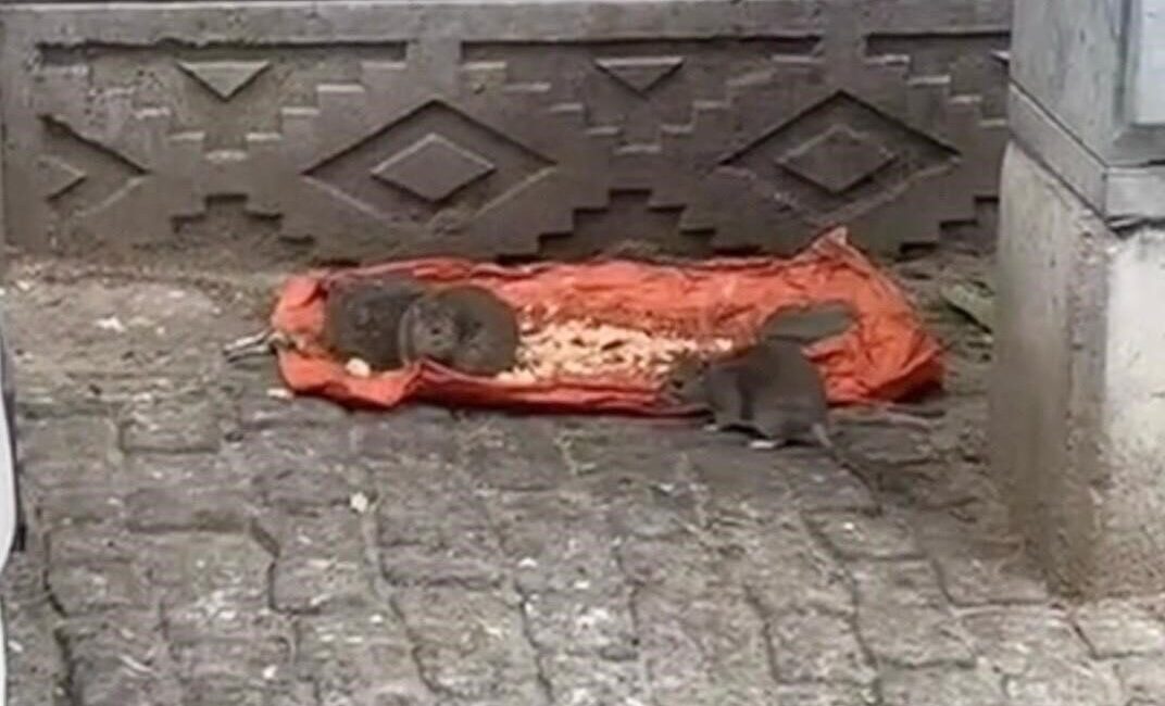 Tekirdağ'ın Hayrabolu ilçesinde sokakta farelerin yiyecek paylaşımı yapması, halk arasında