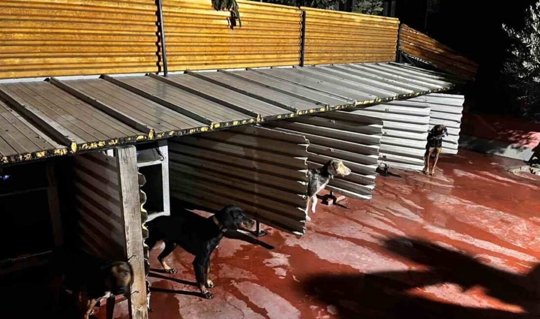 Balıkesir'de Hasan Basri Çantay Mahallesi'nde bir kişi, bahçesindeki köpeklere sopayla