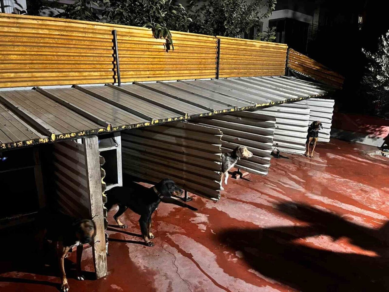 Balıkesir'de Hasan Basri Çantay Mahallesi'nde bir kişi, bahçesindeki köpeklere sopayla