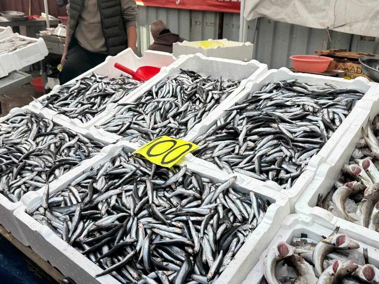 Zonguldak’ta hamsi fiyatları 100 TL’ye gerileyerek tezgahları doldurdu. Balıkçı Batuhan