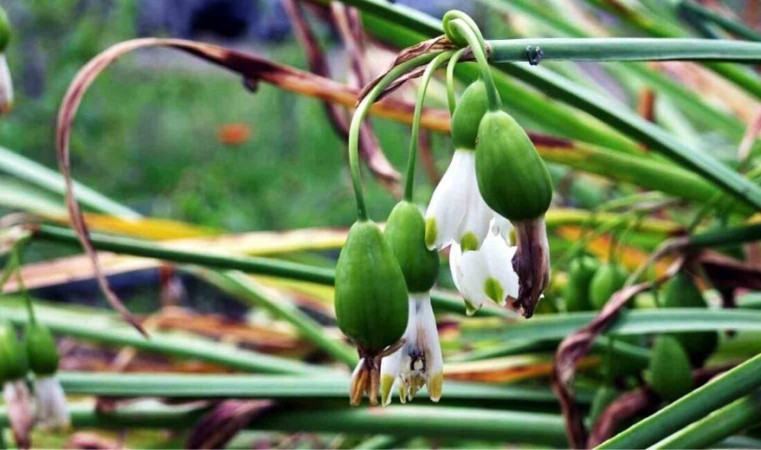 Samsun’da Tıbbi ve Aromatik Bitki Üretiminden 1 Milyon 227 Bin TL Gelir Elde Edildi Samsun'da tıbbi ve aromatik bitki üretimi, yılın ilk 9 ayında