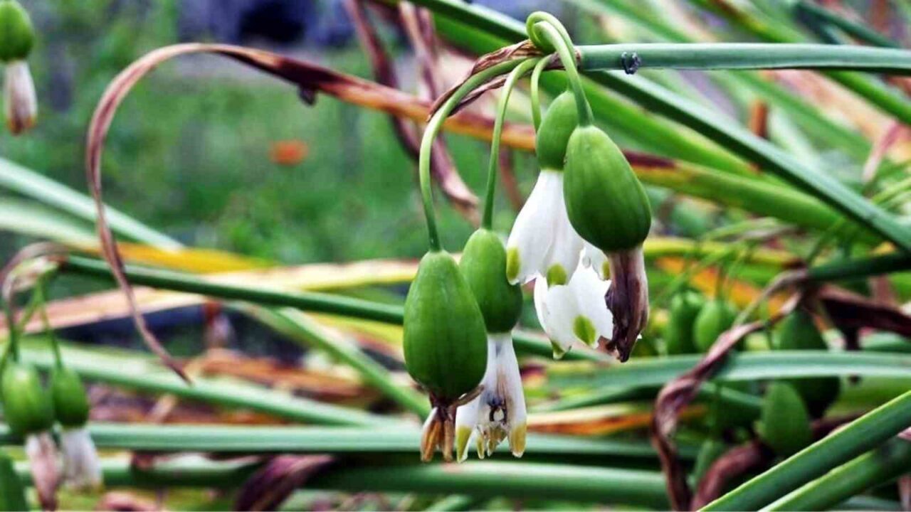Samsun'da tıbbi ve aromatik bitki üretimi, yılın ilk 9 ayında