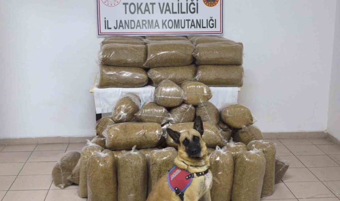Tokat’ta Jandarma, kaçak tütün satışına yönelik operasyonda 340 kilogram tütün ele geçirdi Tokat İl Jandarma Komutanlığı, kaçak tütün satışıyla ilgili yaptığı operasyonda