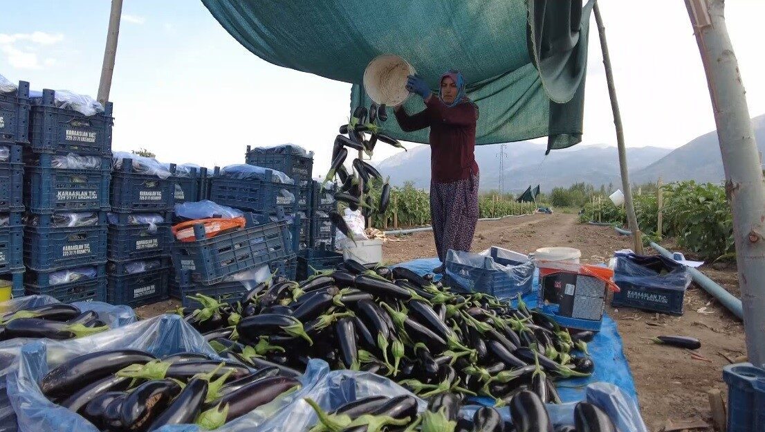 Erzincan'da hayata geçirilen Toplu Sera Bölgesi Projesi, modern tarım uygulamalarıyla