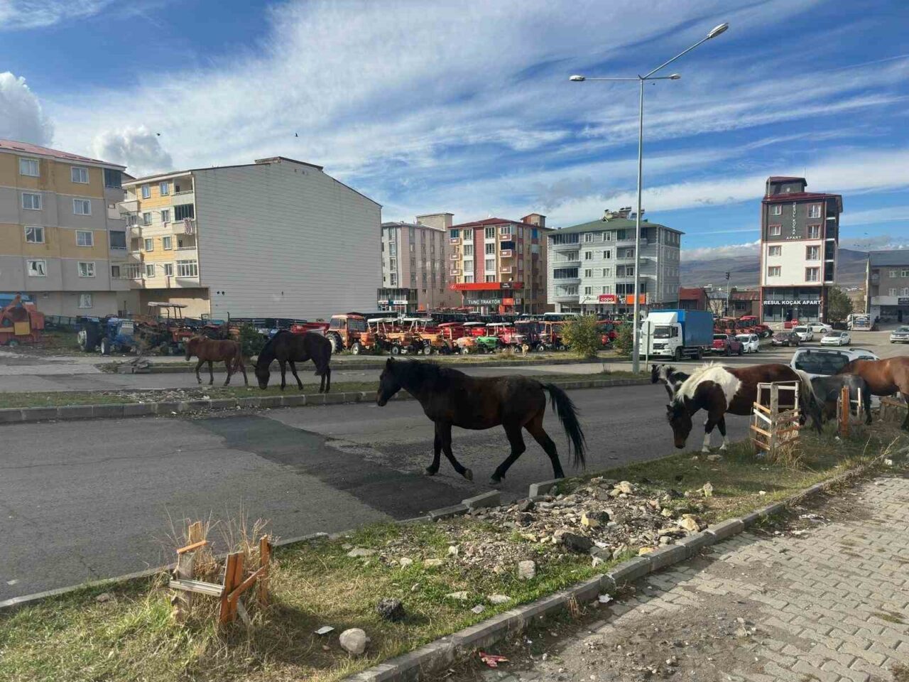 Ardahan'da kentin çeşitli bölgelerinde başıboş dolaşan atlar, sürücülerin trafik akışında