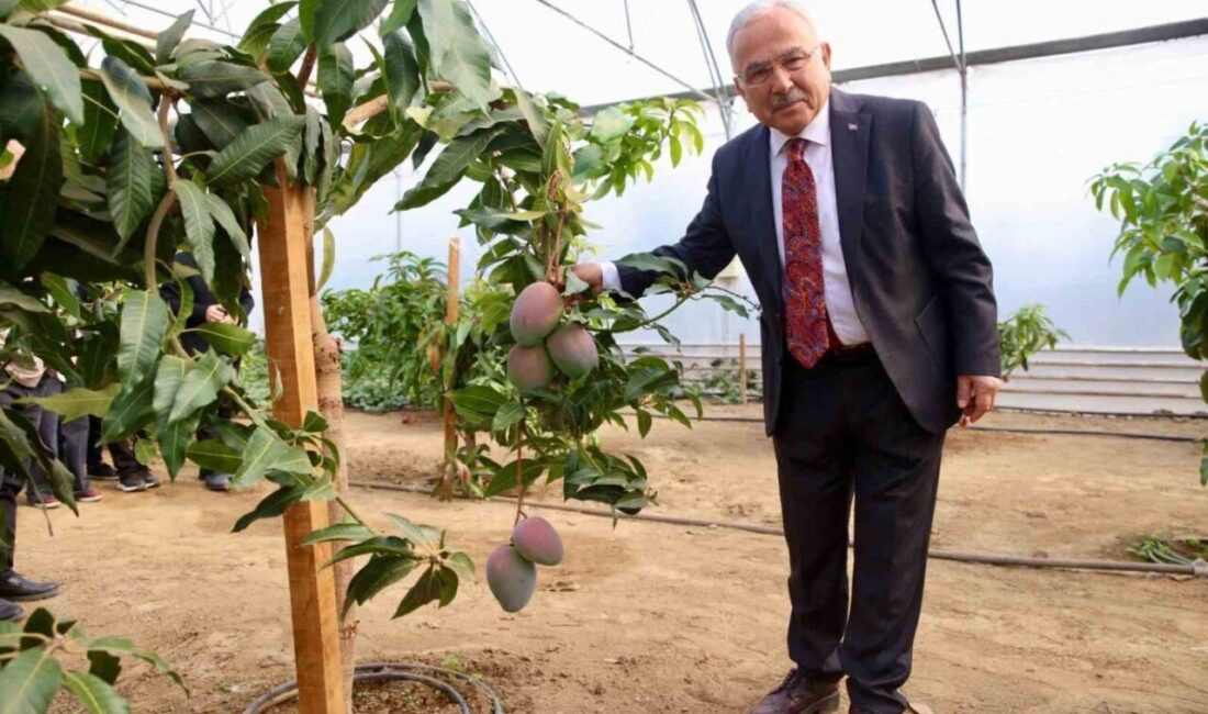 Ordu’daki Seralar, Gençlerin Tarım Alanındaki Deneyimlerini Geliştiriyor Ordu Büyükşehir Belediyesi, kurduğu seralarla tarıma olan ilgiyi artırarak gençlere
