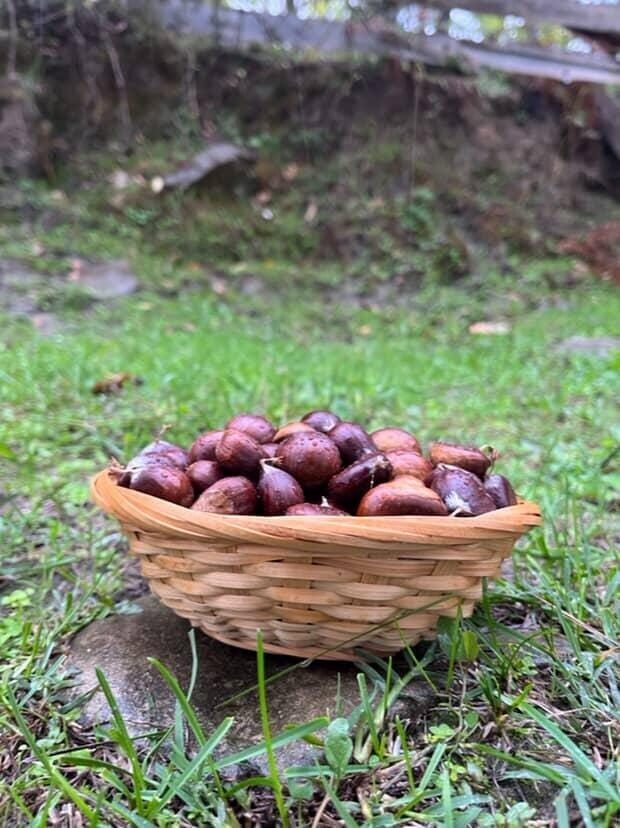 Türkeli’de Kestane Sezonu Başladı: Vatandaşlar Ormanlarda Toplama İşlemine Yöneldi