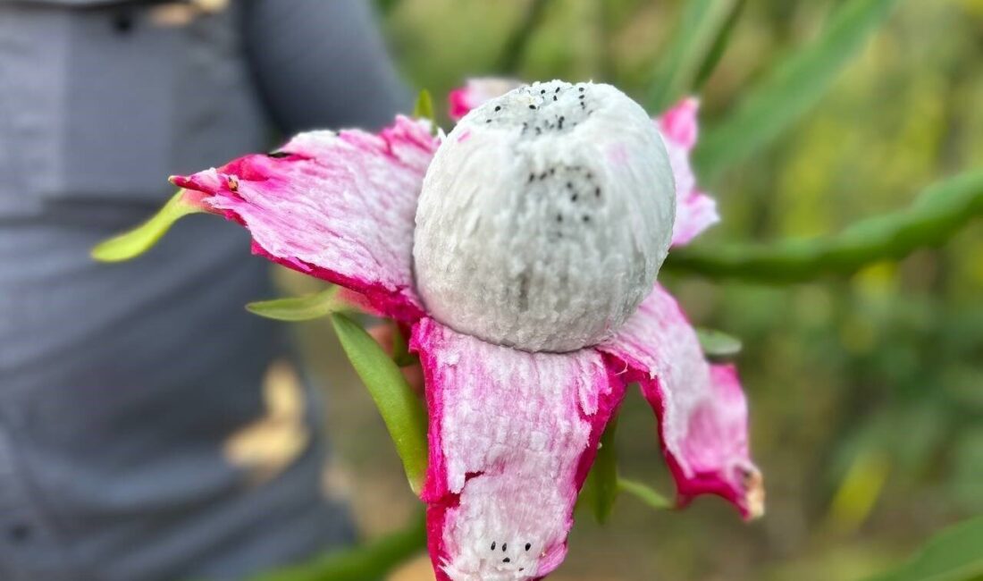 Hatay'da çiftçi 59 yaşındaki Fehmi Kaba, geçtiğimiz yıl bir dönüm