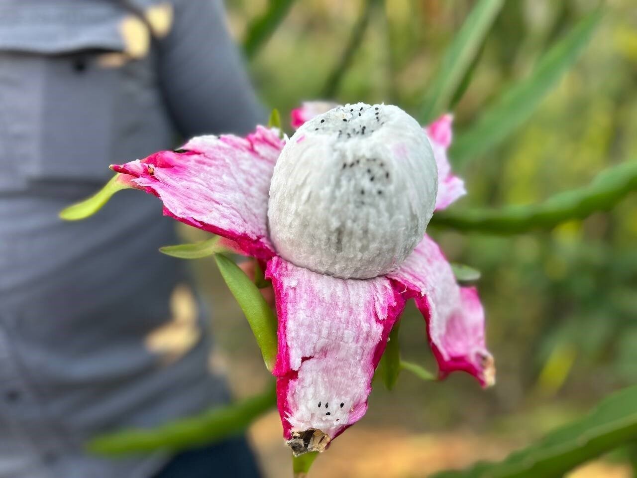 Hatay'da çiftçi 59 yaşındaki Fehmi Kaba, geçtiğimiz yıl bir dönüm