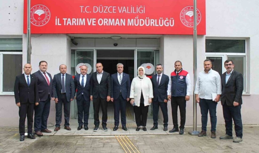Düzce'de 2021'den itibaren fındık alanlarında zarar veren Kahverengi Kokarca ile