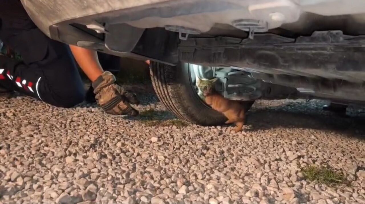 Hatay’da Motoruna Sığınan Yavru Kedi, İtfaiye Ekiplerinin Çabaları Sonrasında Kurtarıldı