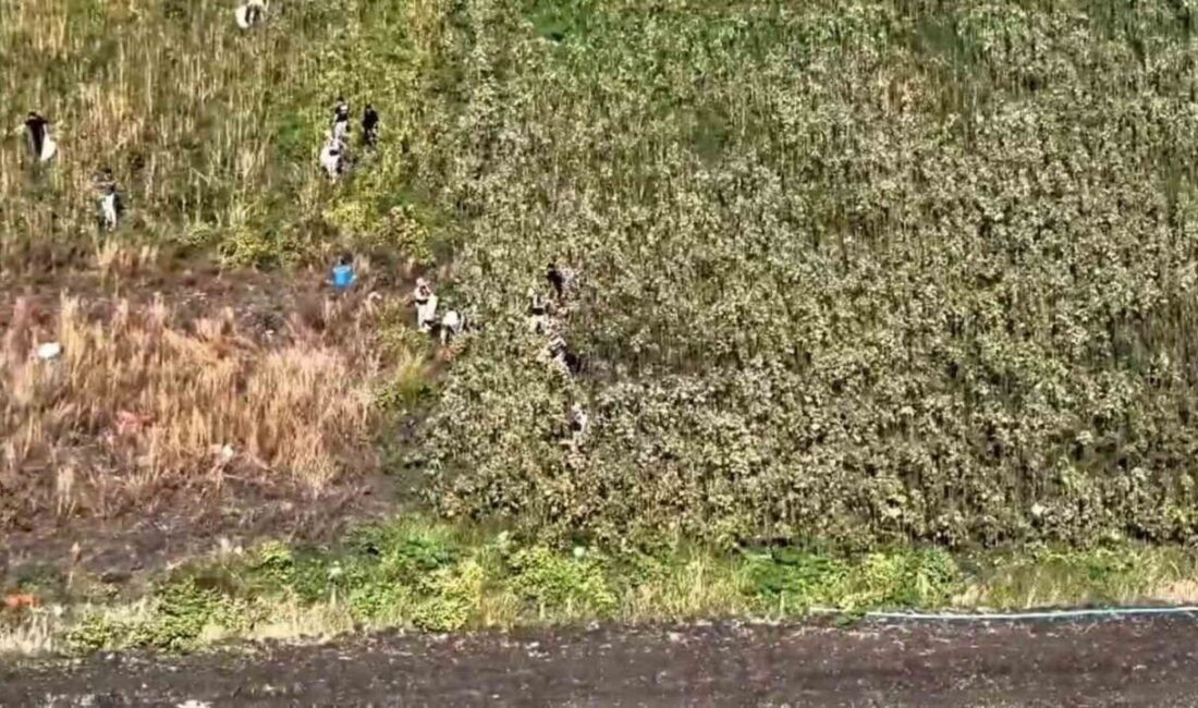 Hatay’da Jandarma, Uyuşturucu Operasyonu ile Bin 876 Kök Kenevir Ele Geçirdi, 3 Şahıs Tutuklandı Hatay'da jandarma, 22 Ekim'de düzenlediği operasyonda 1,876 kök kenevir ve