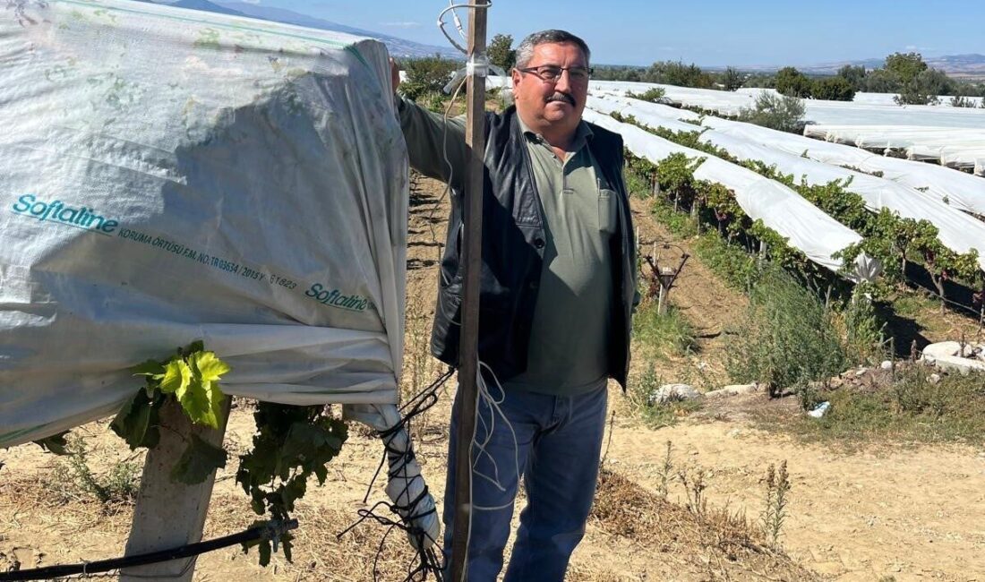 Manisa’nın Sarıgöl ilçesinde, üzüm üreticisi Halil Kılıç, 57 dekarlık bağını