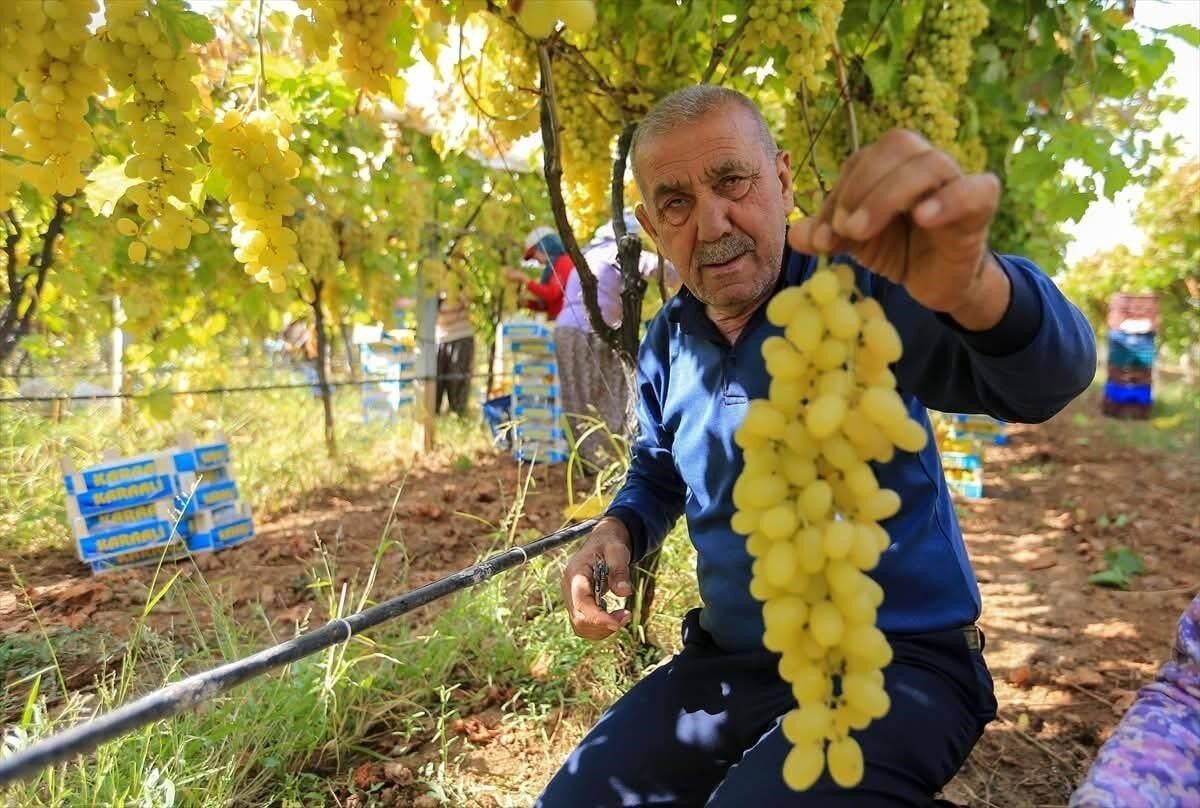 Manisa'nın Sarıgöl ilçesinde yaş üzüm fiyatlarındaki düşüş, çiftçileri zor durumda