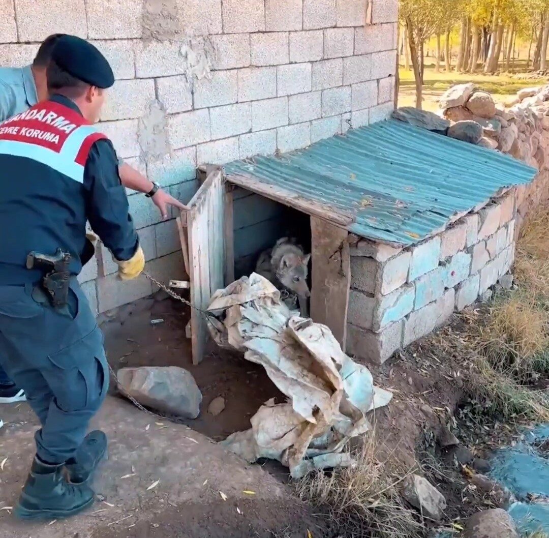 Van'ın Muradiye ilçesinde, kurduna kötü muamelede bulunan şahsa 81 bin