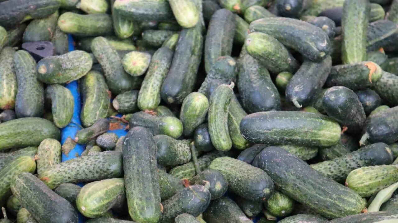 Hava sıcaklıklarının düşmesiyle kış hazırlıkları hızlandı. Malatya pazarlarında turşuluk sebzelere