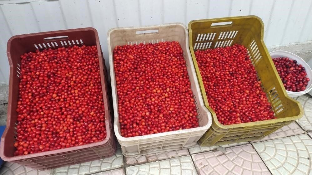 Erzincan'da, sonbaharla birlikte ormanlık alanlardan toplanan kızılcık, yerel tezgahlarda 50-80