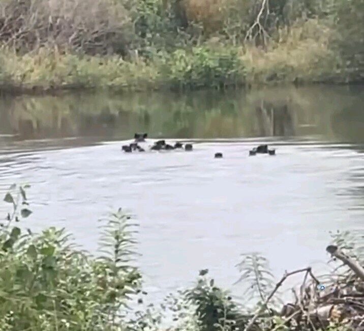 Edirne'de, Meriç Nehri'ni geçerek Yunanistan'a geçiş yapan yaban domuzları, bölgedeki