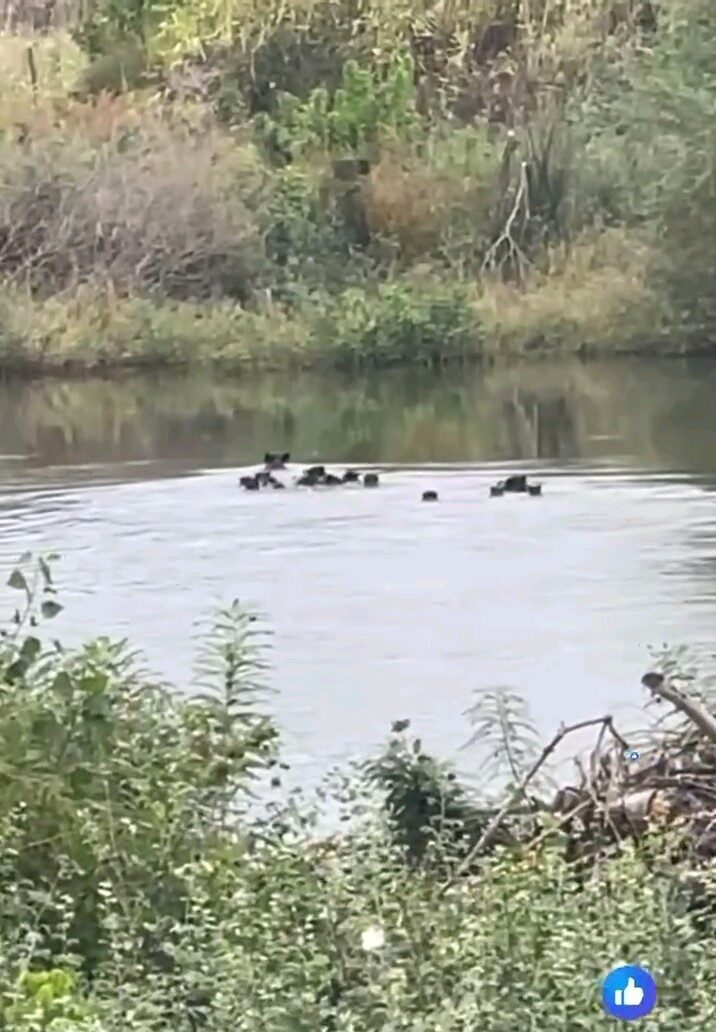 Edirne'de, Meriç Nehri'ni geçerek Yunanistan'a geçiş yapan yaban domuzları, bölgedeki