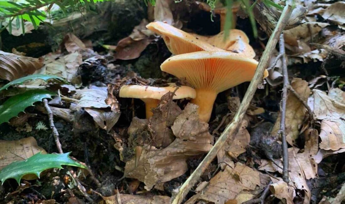 Düzce’de Mantar Zehirlenmeleri Riski Artıyor, Uzmanlar Uyarıyor Düzce'de yaygınlaşan doğa mantarlarıyla birlikte zehirlenme riski artıyor. Düzce Sağlık