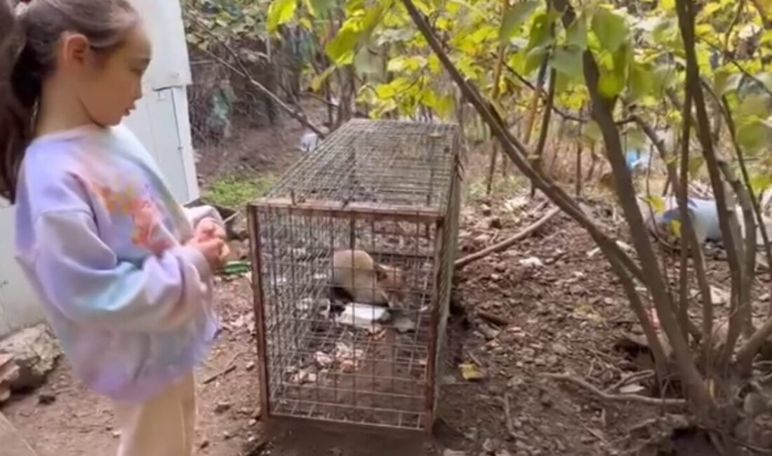 Karabük'ün Safranbolu ilçesinde, mahalleli tavuklara saldıran bir tilkiyi yakaladı. Küçük