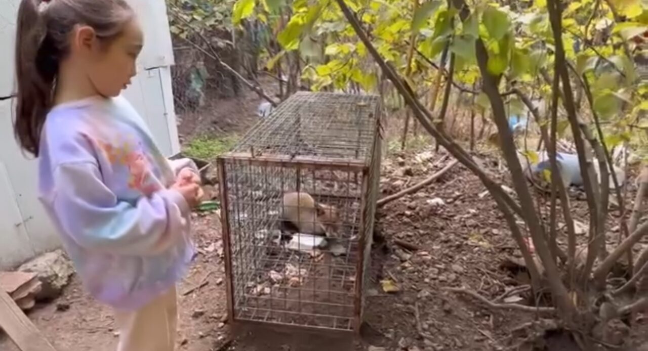 Karabük'ün Safranbolu ilçesinde, mahalleli tavuklara saldıran bir tilkiyi yakaladı. Küçük