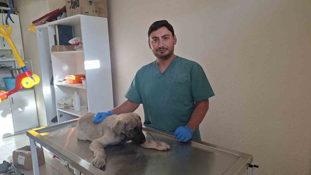 Kütahya'nın Hisarcık ilçesinde bir araç çarpan sokak köpeği, hayvan severlerin