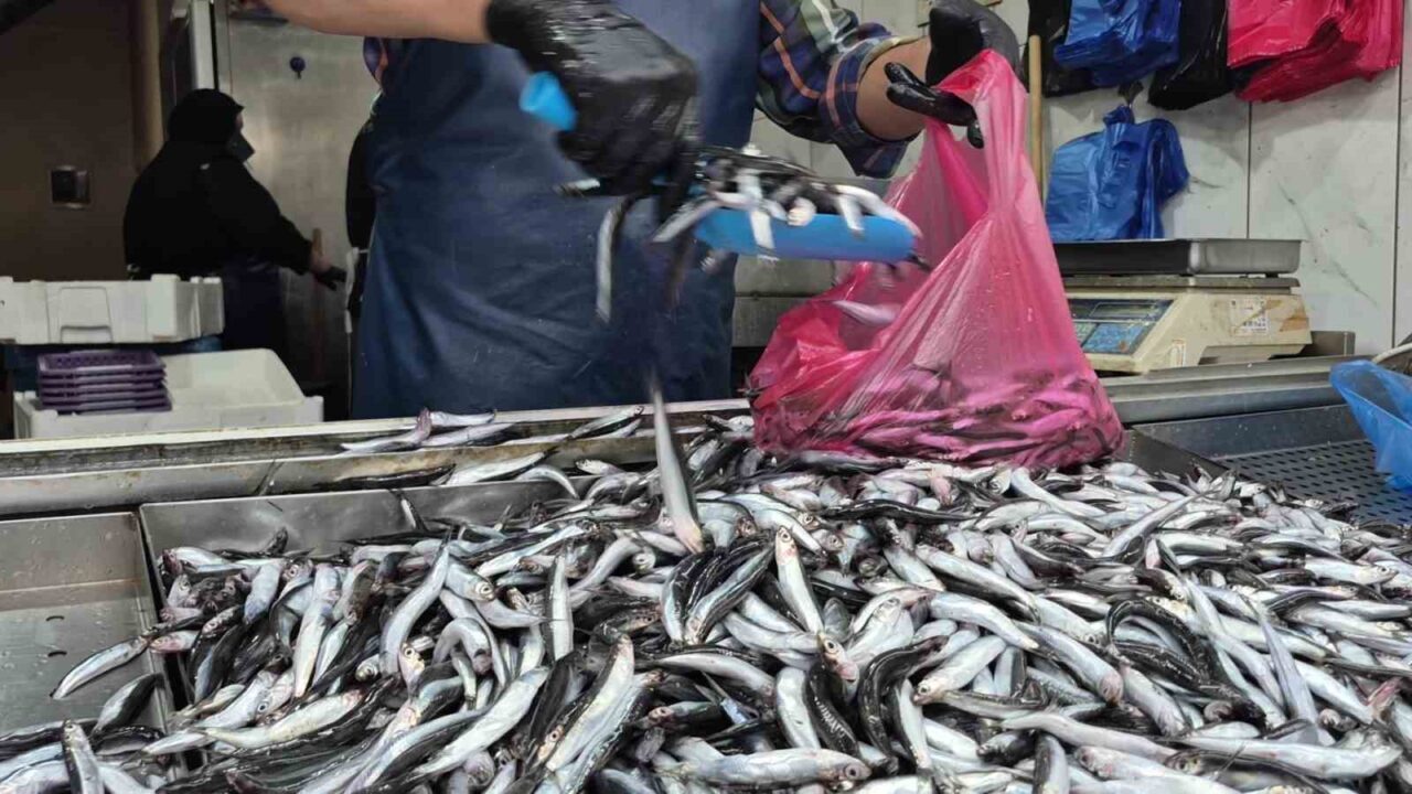 Bu yaz mevsiminde yaşanan aşırı sıcaklar palamut popülasyonunu etkileyerek tezgahlardan