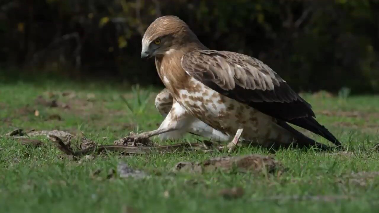 Bursa'nın Karacabey Longozu'nda doğa fotoğrafçısı Ertuğrul Divlecen, bir kartalın yılanı