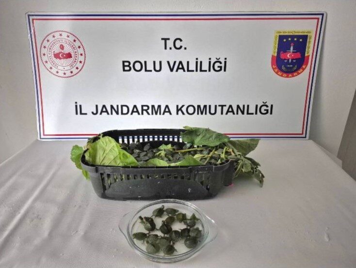 Bolu'da jandarmanın kontrolü sırasında bir yolcu otobüsünün bagajında 500 yasaklı