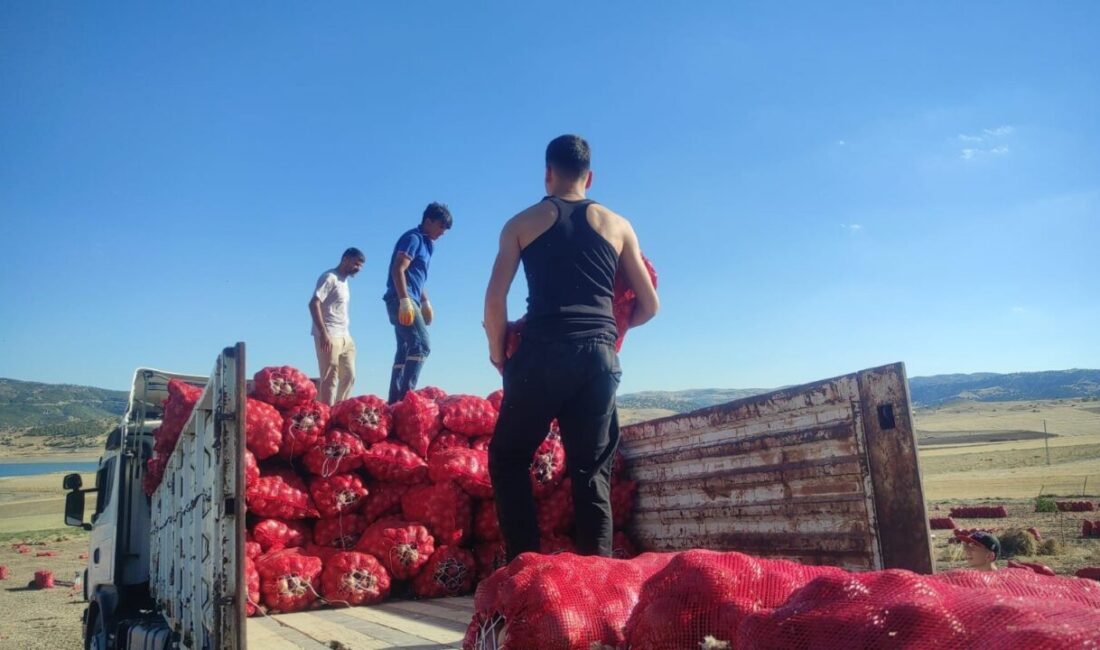 Yozgat'ın Çekerek ilçesinde soğan hasadı, üreticilerin imece usulü ile çalışma