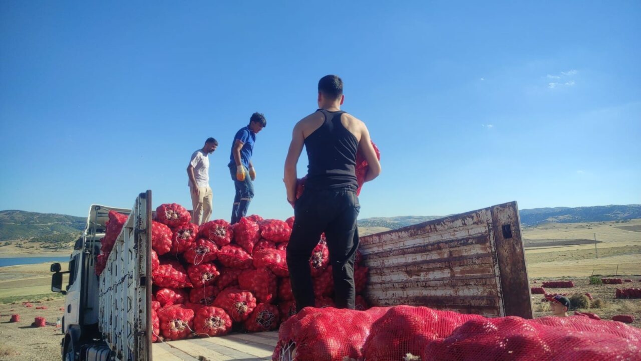 Yozgat'ın Çekerek ilçesinde soğan hasadı, üreticilerin imece usulü ile çalışma