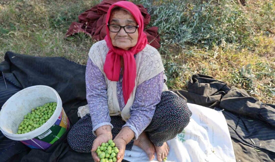 Adana'nın Kozan ilçesinde, Acar ailesi, 10 dönümlük alanda asırlık zeytin