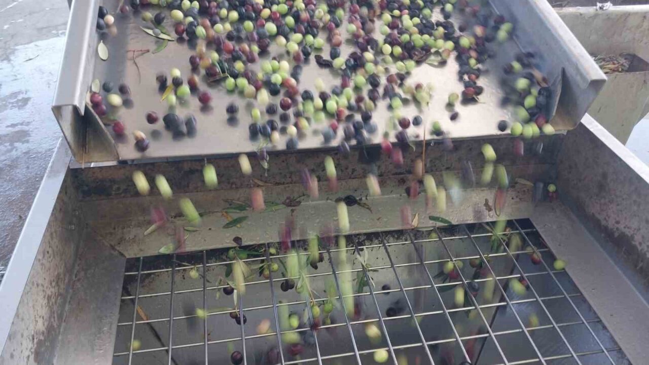 Mersin'in Mut ilçesinde zeytin hasadı başladı ve bu yıl 120