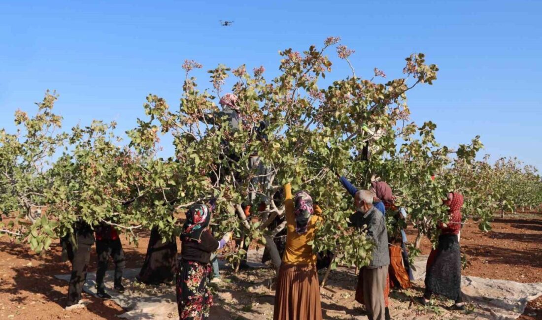Gaziantep’te Antep fıstığı hasat sezonu, bu yılki düşük rekolte ile