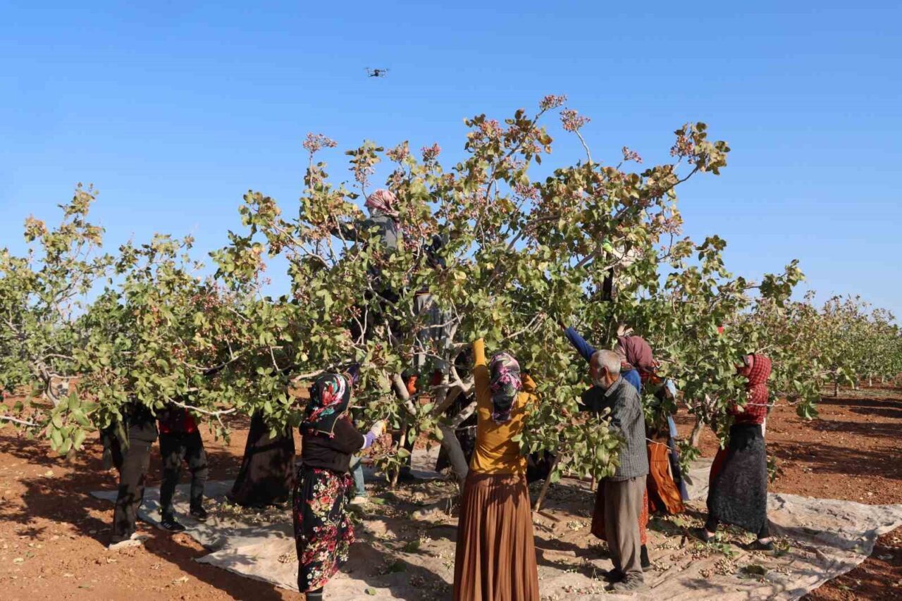 Gaziantep’te Antep fıstığı hasat sezonu, bu yılki düşük rekolte ile
