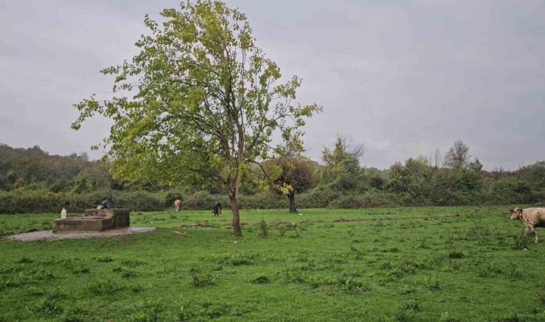 Zonguldak’ın Çaycuma ilçesi, Perşembe beldesindeki Koramanlar köyünde bir su kuyusunda