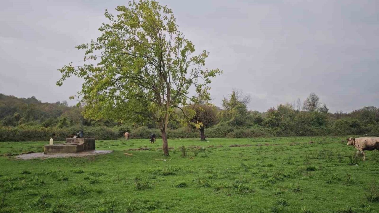 Zonguldak’ın Çaycuma ilçesi, Perşembe beldesindeki Koramanlar köyünde bir su kuyusunda