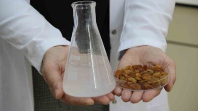 Hitit Üniversitesi'nde geliştirilen bir proje, Türkiye'nin kuru üzüm ihracatındaki toksin