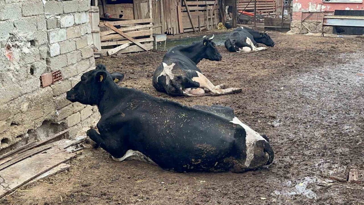 Bursa'nın Yenişehir ilçesinde süt sığırcılığı yapan Mustafa Arslan, şap hastalığı