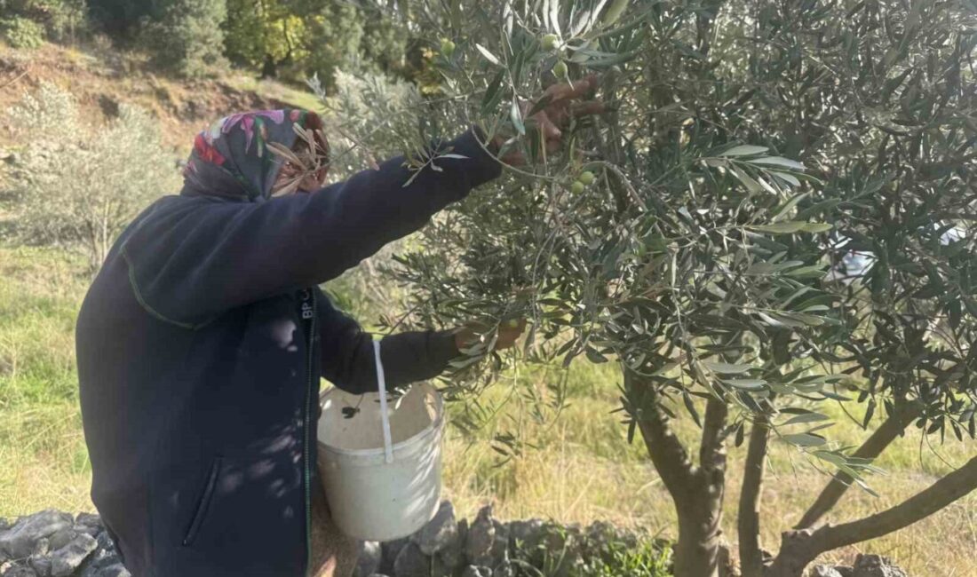 Antalya'nın Akseki ilçesinde yaşayan 88 yaşındaki Emine Aksoy, zeytin hasadıyla
