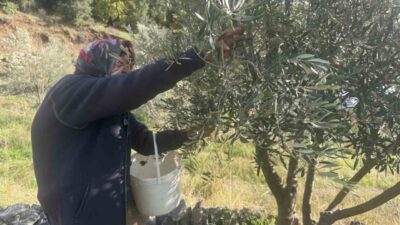 Antalya'nın Akseki ilçesinde yaşayan 88 yaşındaki Emine Aksoy, zeytin hasadıyla