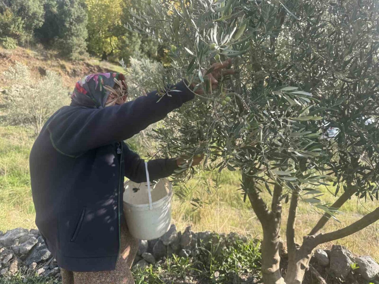 Antalya'nın Akseki ilçesinde yaşayan 88 yaşındaki Emine Aksoy, zeytin hasadıyla